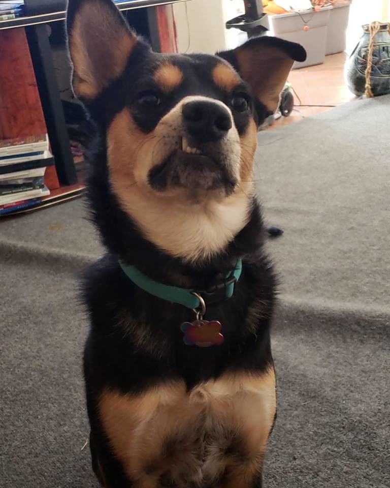 Readers pet photos